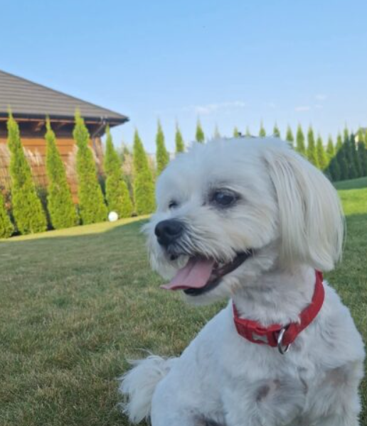 Zaginął piesek Dolar