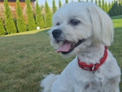 Zaginął piesek Dolar