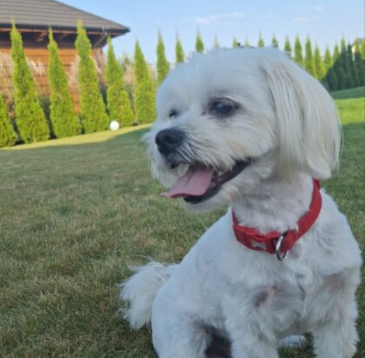 Zaginął piesek Dolar