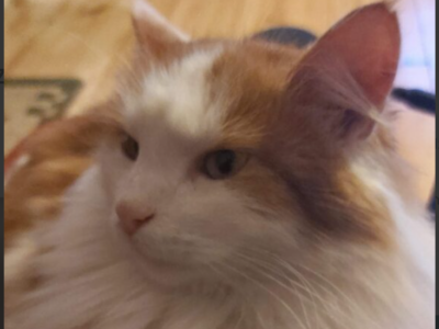 Zaginął kot Puszek