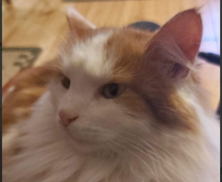 Zaginął kot Puszek