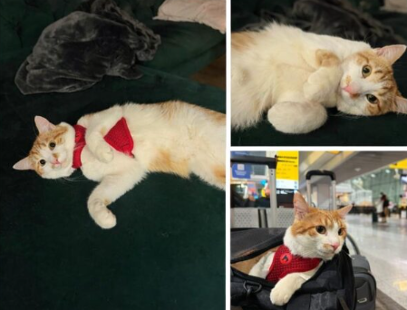 Zaginął rudo biały kotek Koszalin