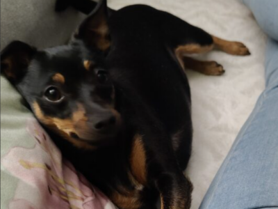 Zaginęła sunia Maja