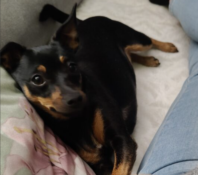 Zaginęła sunia Maja