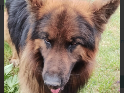 Zaginął piesek Bruno