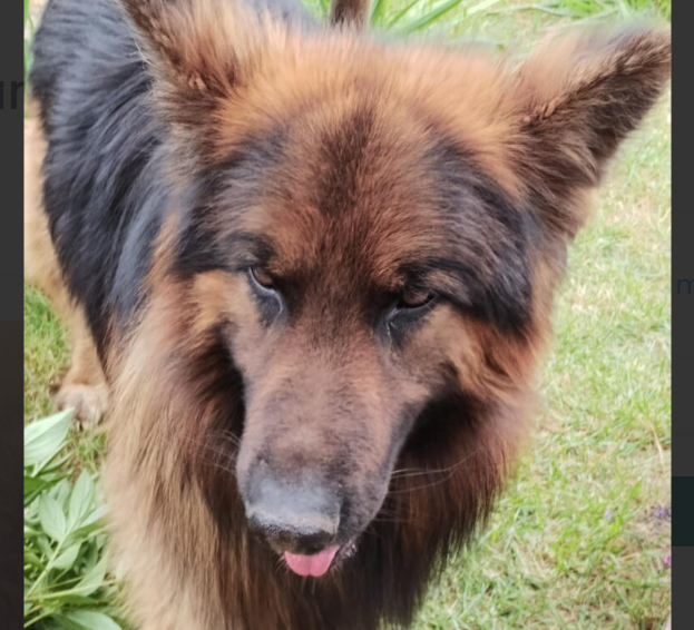 Zaginął piesek Bruno