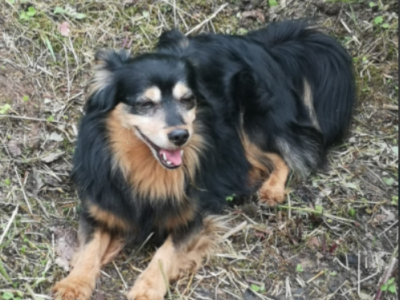 Zaginął piesek Tobi