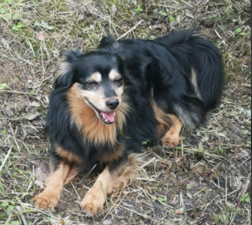 Zaginął piesek Tobi