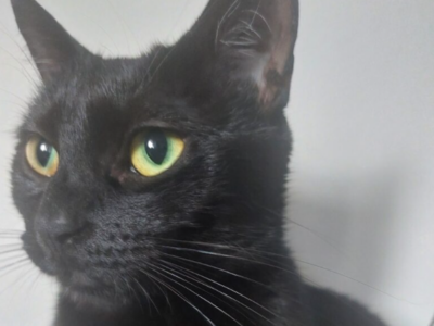 Proszę o pomoc! Zaginęła kotka Puma