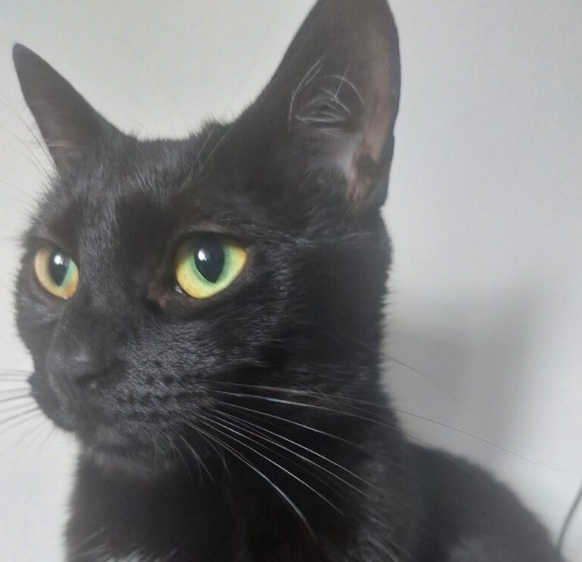 Proszę o pomoc! Zaginęła kotka Puma