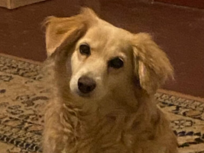 Zaginęła sunia Emilia