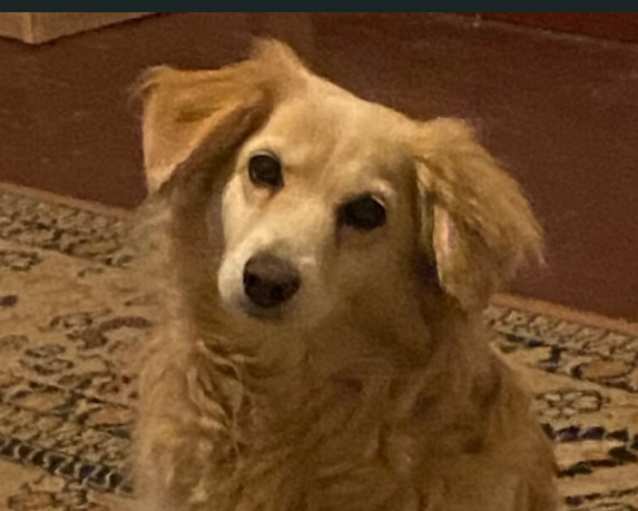 Zaginęła sunia Emilia