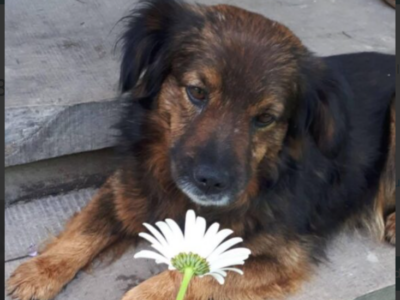 Zaginął piesek Bursztyn