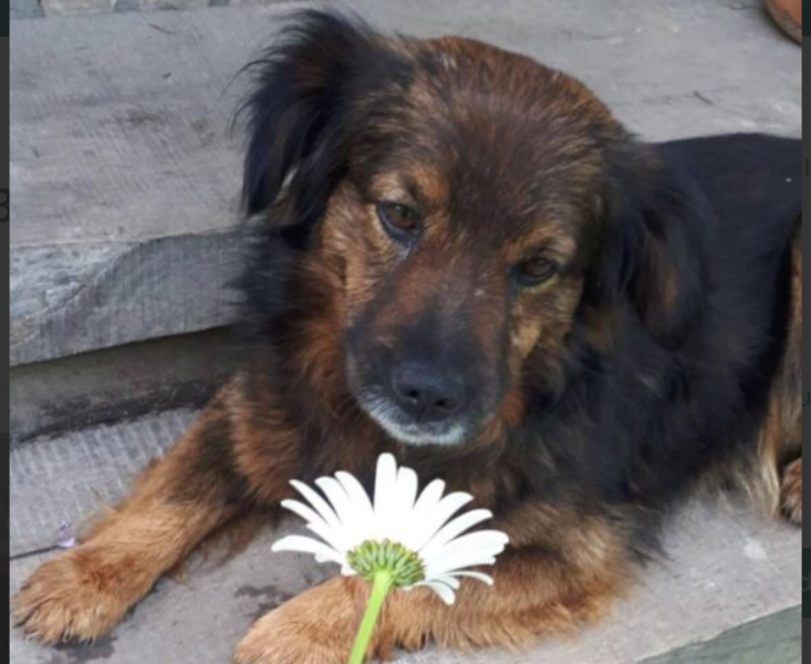 Zaginął piesek Bursztyn