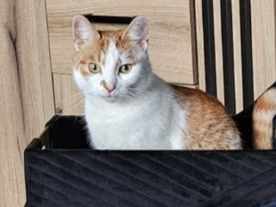 Zaginął kot Teodor