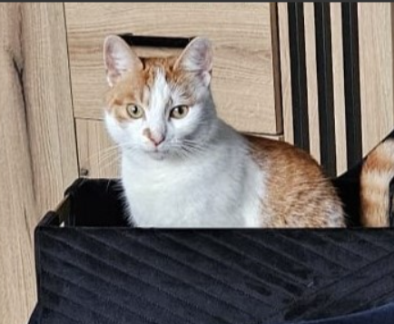 Zaginął kot Teodor