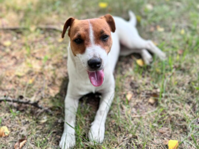 Zaginęła suczka JACK RUSSELL TERRIER