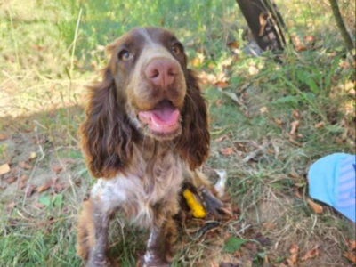 Zaginęła sunia spanielka