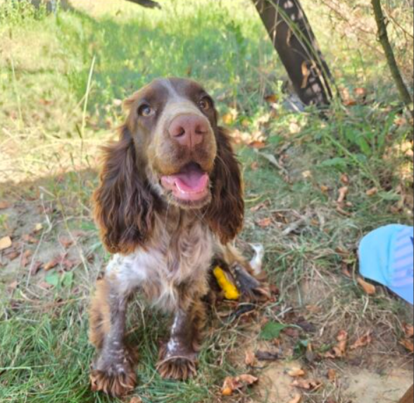 Zaginęła sunia spanielka