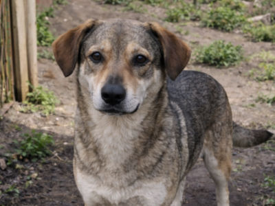 Skradziony pies z prywatnej posesji