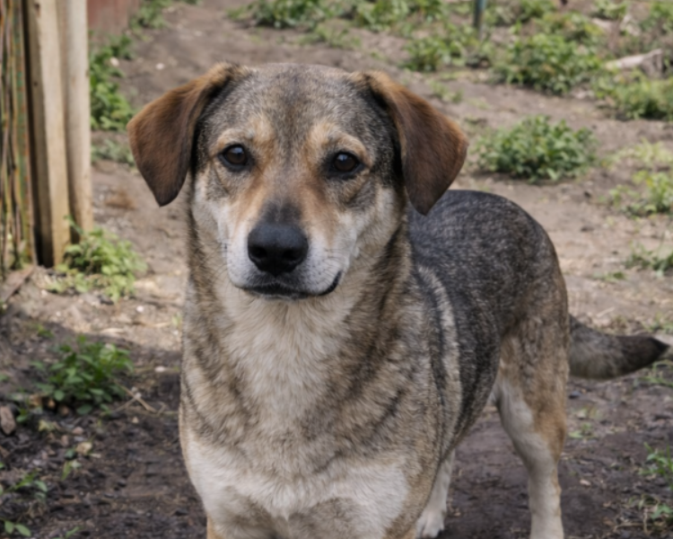 Skradziony pies z prywatnej posesji