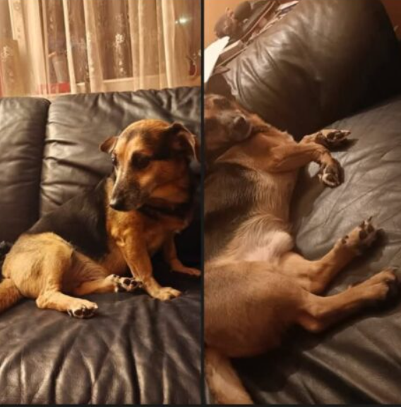 Zaginął Piesek Budyń