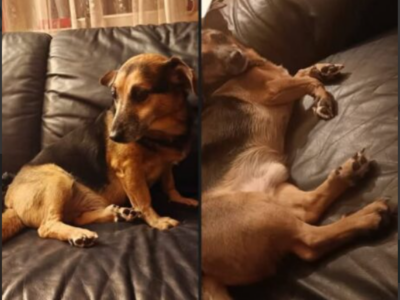 Zaginął Piesek Budyń