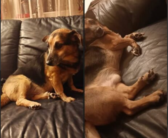 Zaginął Piesek Budyń