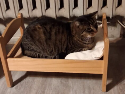 Zaginął kot Kacper