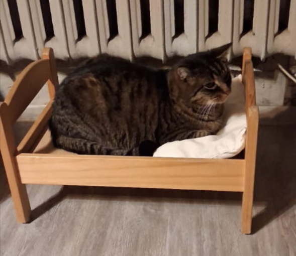 Zaginął kot Kacper