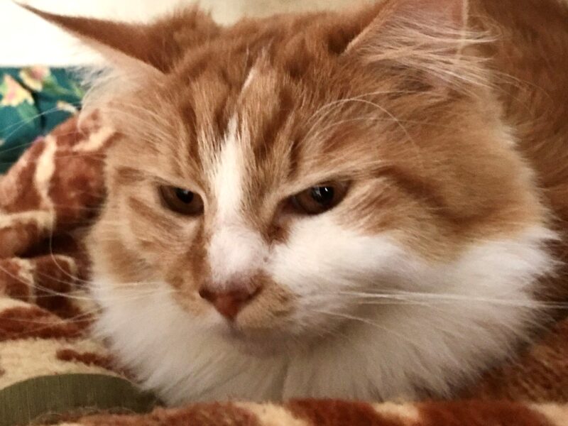 Szukamy kota Zygfryda 😿😿😿