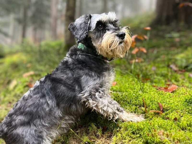 Zaginęła Aura Sznaucer Miniatura