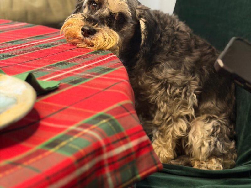 Zaginęła Aura Sznaucer Miniatura