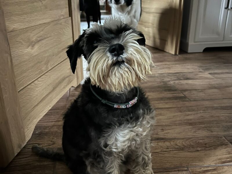 Zaginęła Aura Sznaucer Miniatura