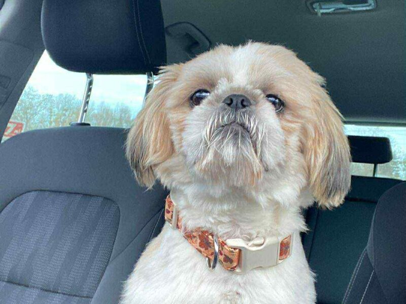 Zaginął Karmelek rasy Shih Tzu !!!