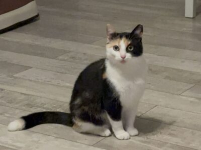 Zaginęła kotka Zafira