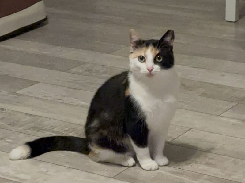 Zaginęła kotka Zafira