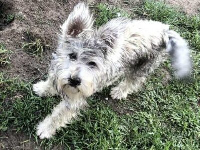 Zaginął piesek gmina Kadzidło