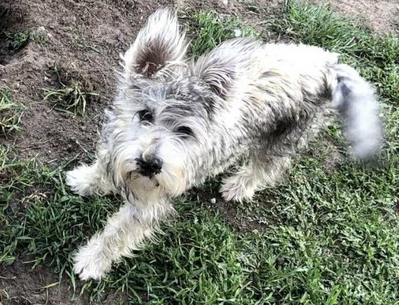 Zaginął piesek gmina Kadzidło