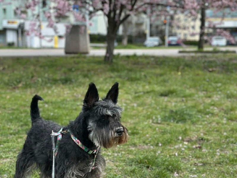 Zaginęła Suczka - Czekarzewice Drugie
