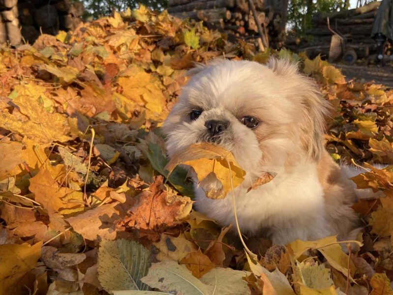 Zaginął Karmelek rasy Shih Tzu !!!