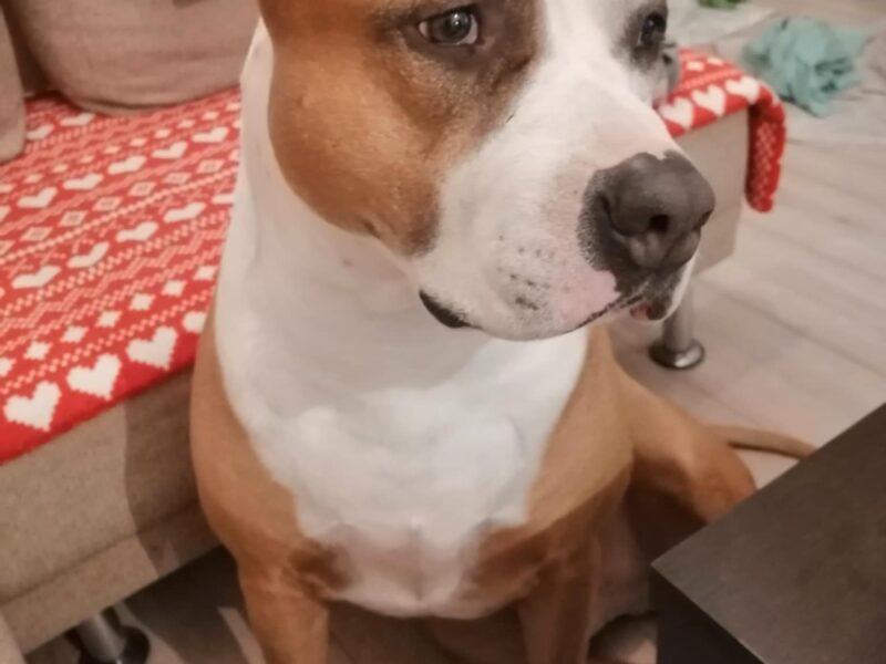 Zaginął Piesek Dragon