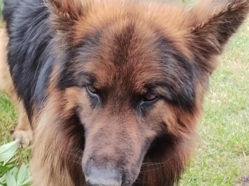 Zaginął piesek Bruno