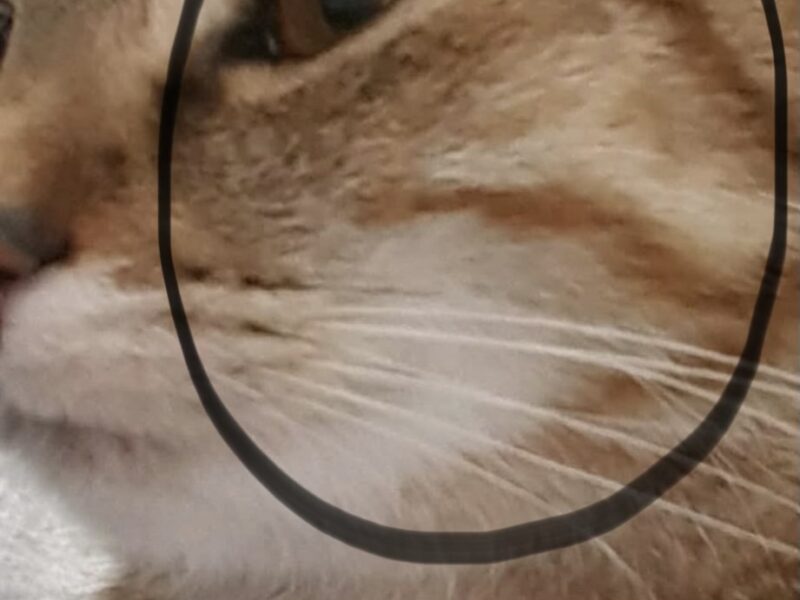 Poszukiwana od 2023 Nabi