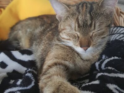 Poszukiwana od 2023 Nabi