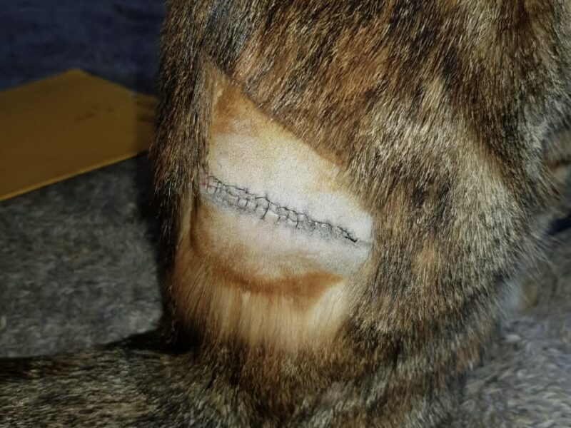 Poszukiwana od 2023 Nabi