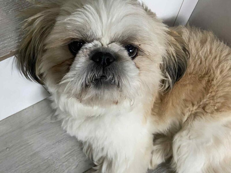 Zaginął Karmelek rasy Shih Tzu !!!