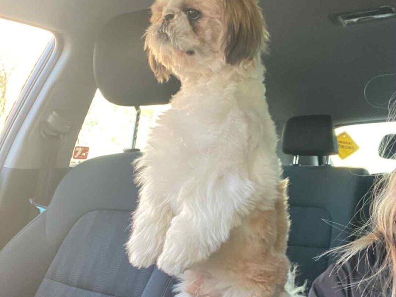 Zaginął Karmelek rasy Shih Tzu !!!