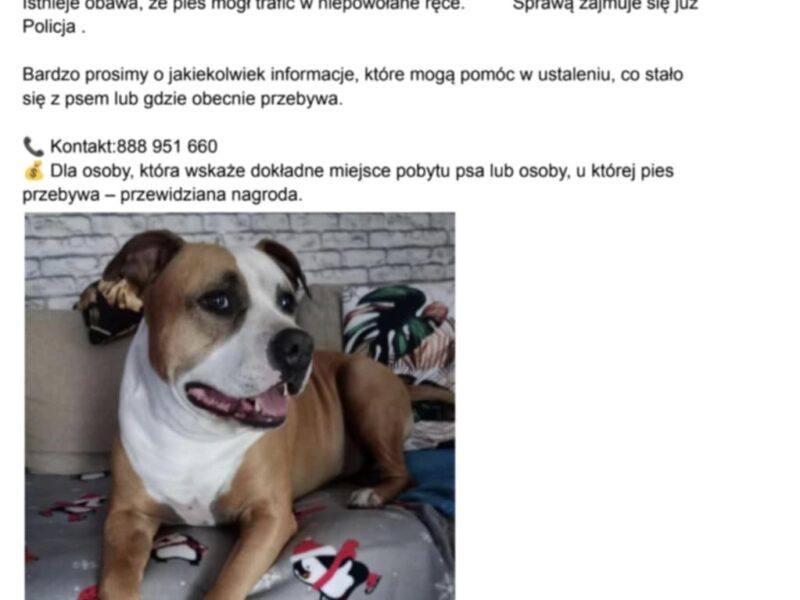 Zaginął Piesek Dragon