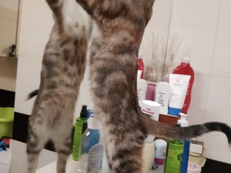 Poszukiwana od 2023 Nabi